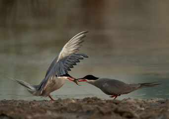 White-cheeked Tern offering a fish to his mate at Asker marsh, Bahrain