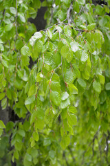 Aulne, Alnus glutinosa