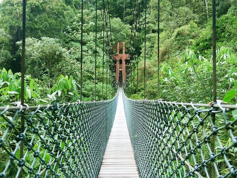 ブルネイのウル・テンブロン国立公園内の吊り橋