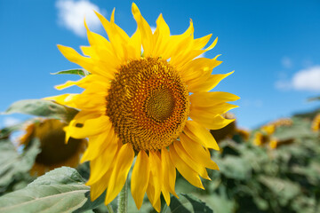A field of flowers or agroculture of yellow sunflower and blue sky.