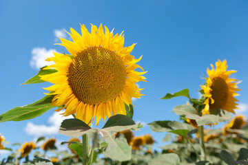 A field of flowers or agroculture of yellow sunflower and blue sky.