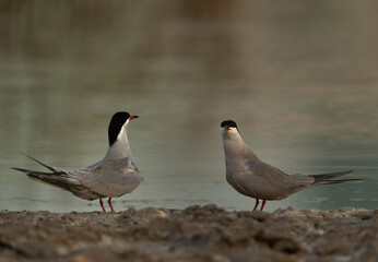 White-cheeked Tern pair at Asker marsh, Bahrain
