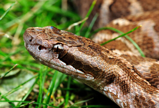 Kopf einer Grubenotter // Amur viper, rock mamushi (Gloydius intermedius / Gloydius saxatilis)
