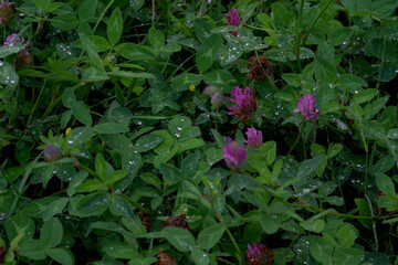 Meadow clover with drops of water after the rain on the leaves against the backdrop of wild grass.