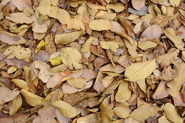 the ground full of dry  leaves  in the forest