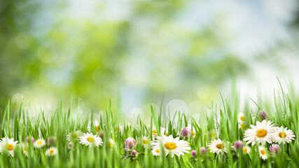Springtime. Seasonal rural backgrounds with grass and chamomile flowers - 432863946