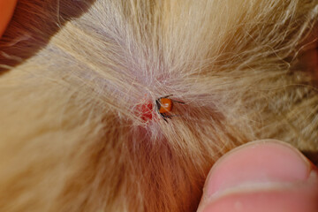 a tick that has bitten an animal, a harmful dangerous insect a tick has bitten a ginger cat