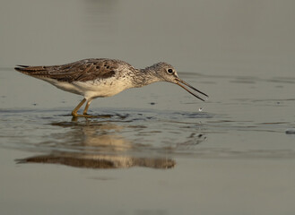 Common Greenshank feeding at Asker Marsh, Bahrain