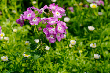 Beautiful colorful pink watercress in a garden.