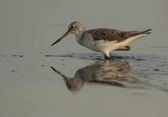 Common Greenshank feeding at Asker Marsh, Bahrain