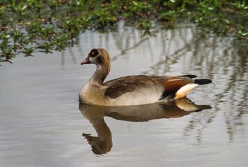 Ouette d'Égypte,.Alopochen aegyptiaca, Egyptian Goose, Parc national Kruger, Afrique du Sud