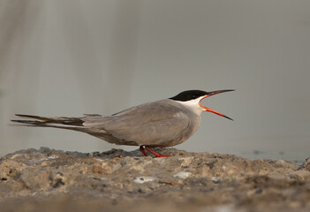 White-cheeked Tern calling at Asker marsh, Bahrain