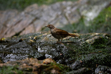 Spectacled Bulbul