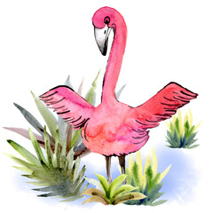 Watercolor pink Flamingo flapping its wings on a white Background. Isolated Flamingos in the grass on the blue lake element with packaging