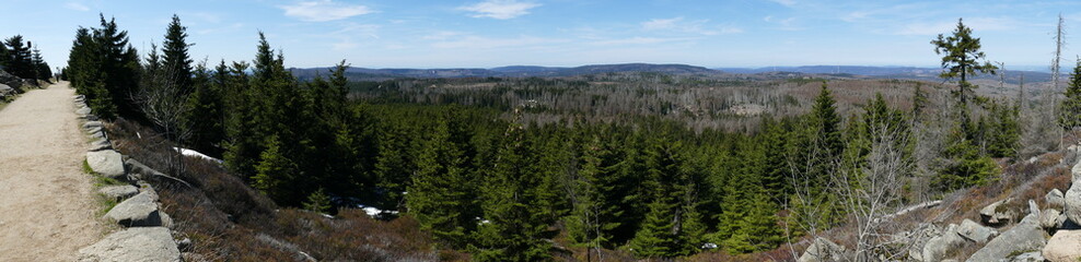 Panoramic view of thinned out forest. Catastrophic forest dieback due to monoculture of spruce trees, caused by climate change, drought and immense increase of bark beetles, near Brocken Harz, Germany