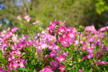 Beautiful colorful pink watercress in a garden.