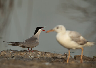 Fototapeta premium Selective focus on White-cheeked Tern at Asker marsh with slender-billed gull in the foreground, Bahrain