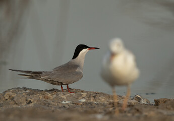 Selective focus on White-cheeked Tern at Asker marsh with slender-billed gull in the foreground, Bahrain