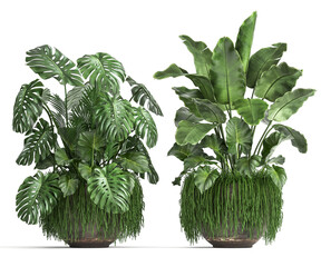 Monstera isolated on white background © Yurii