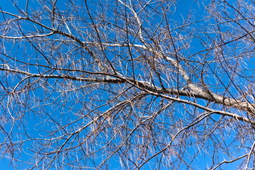 branches against sky