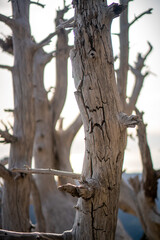 Dry, bright and curved branches of the dead trees on the top of the Albanian mountain during sunny spring day.
