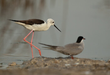 Selective focus on Black-winged Stilt with white-cheeked tern in the forground at Asker Marsh, Bahrain