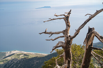 Dry, bright and curved dead trees on the top of the Albanian mountain during sunny spring day.