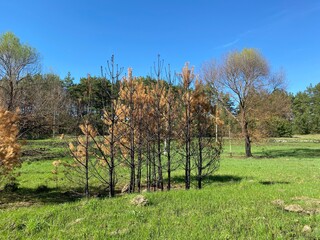 Young pine trees die after burning grass in the forest.