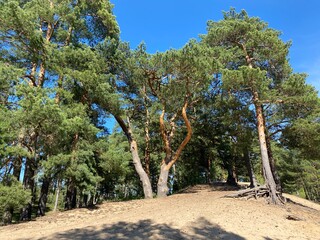 Thick winding pine trunks in the forest on the sand dunes.
