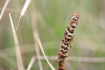 Brown horsetail with seeds among the grass in late spring