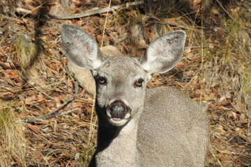 A coues whitetail deer doe living in the Chiricahua Mountain wilderness in the Coronado National Forest, southeastern Arizona.