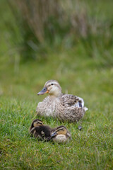 Female Mallard with her ducklings in springtime, North Yorkshire, United Kingdom