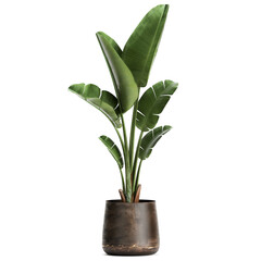 tropical plants banana palm in a pot on a white background