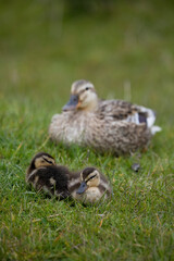 Female Mallard with her ducklings in springtime, North Yorkshire, United Kingdom