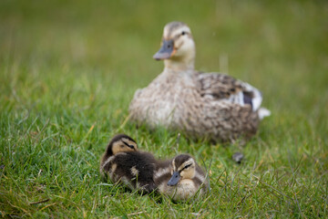 Female Mallard with her ducklings in springtime, North Yorkshire, United Kingdom