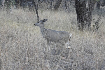 A coues whitetail deer doe living in the Chiricahua Mountain wilderness in the Coronado National Forest, southeastern Arizona.