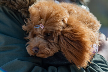 Funny apricot poodle puppy in hands 
