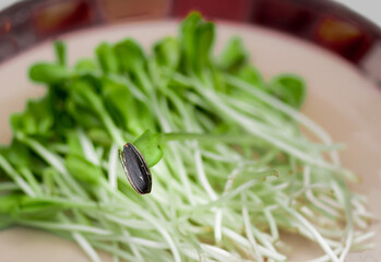 A dish of fresh sunflower seed sprouts