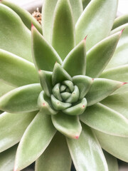 Succulent green plant closeup macro
