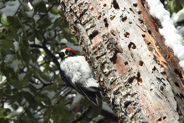 An acorn woodpecker perched on a slanted tree in the Chiricahua Mountain wilderness, in southeastern Arizona.