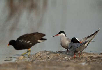 Selective focus on White-cheeked Terns with a moorhen at the backdrop, Asker marsh, Bahrain