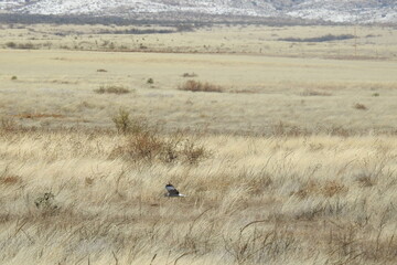 A northern harrier flying over the desert grasslands in search of prey in Cochise County, southeastern Arizona