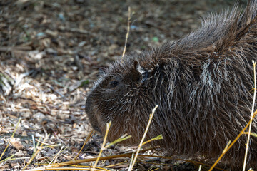 close up of a capybara