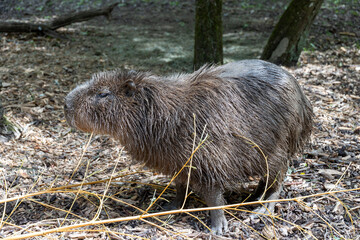 capybara in the forest