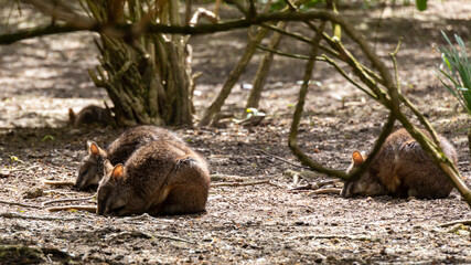 wallabies searching for food in scrubland