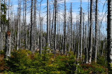 Catastrophic forest dying in Europe. Dead spruce, the tree barks were partially destroyed due to the immense infestation of bark beetles. Reasons: climate change, drought, Harz mountains, Germany.