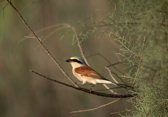 Closeup of a Red-backed shrike perched,  Asker Marsh, Bahrain