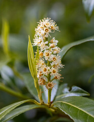 Close up of a spring flower.