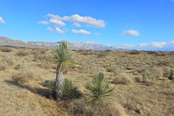 The beautiful scenery of the desert landscape in Cochise County, southeastern, Arizona.