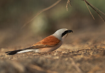 Red-backed shrike with a catch at Asker Marsh, Bahrain